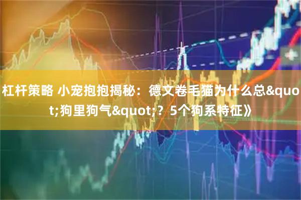 杠杆策略 小宠抱抱揭秘：德文卷毛猫为什么总"狗里狗气"？5个狗系特征》